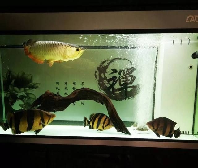 四紋虎魚繁殖難度及解決方案，四紋虎魚繁殖期水質(zhì)管理技巧，提高四紋虎魚繁殖成功率的方法