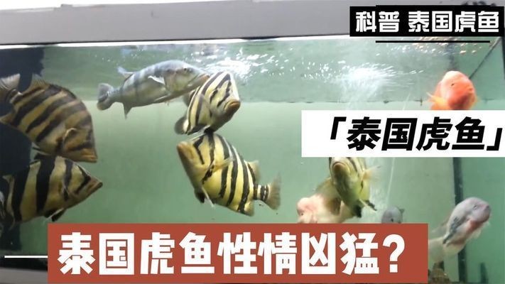 泰國虎魚性別鑒別新方法，泰國虎魚性別鑒別新方法：泰國虎魚性別鑒別新方法