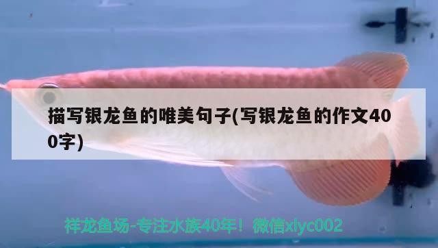 描寫銀龍魚的唯美句子(寫銀龍魚的作文400字)