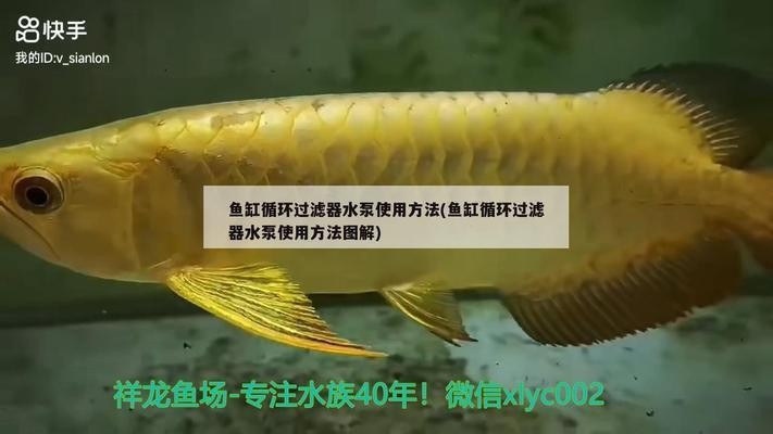 銀龍魚飼養技巧圖解教程視頻（銀龍魚飼養技巧圖解教程視頻大全）