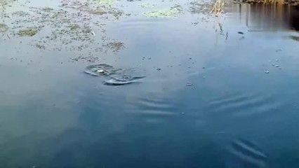 黑魚混養指南：黑魚養在魚缸中的爭斗行為模式