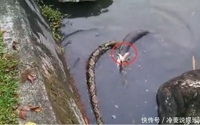 黑魚混養指南：黑魚養在魚缸中的爭斗行為模式