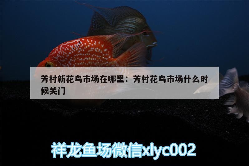 芳村新花鳥市場在哪里:芳村花鳥市場什么時(shí)候關(guān)門
