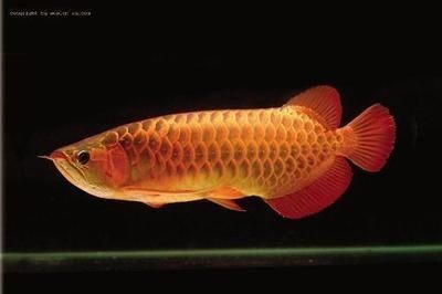 龍魚飼養環境要求
