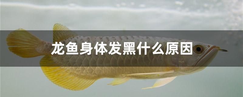 龍魚身體發黑什么原因