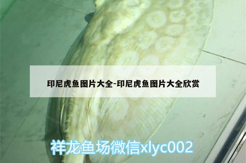 印尼虎魚圖片大全:印尼虎魚圖片大全欣賞