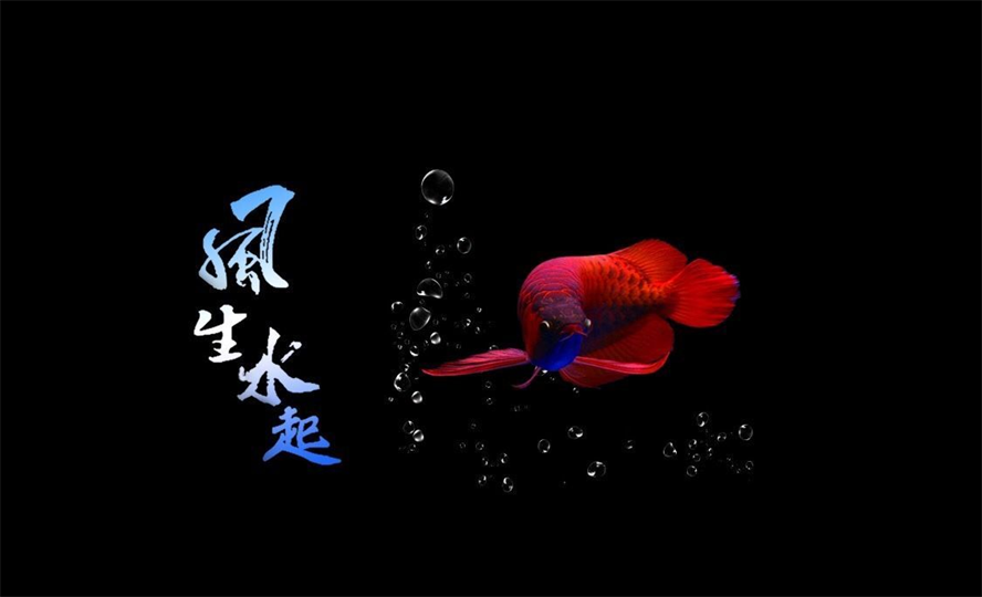 龍魚缸背景畫怎么畫的