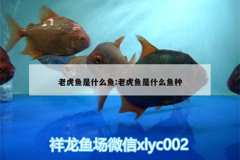 老虎魚是什么魚:老虎魚是什么魚種