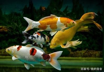 魚缸清潔的科學地清潔魚缸清潔的科學方法了解魚缸腥臭的有效方法：養魚與水質管理的關系