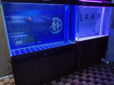 銀龍魚用什么顏色的燈（銀龍魚用什么顏色的燈光） 銀龍魚用什么顏色的燈（銀龍魚用什么顏色的燈光） 銀龍魚百科