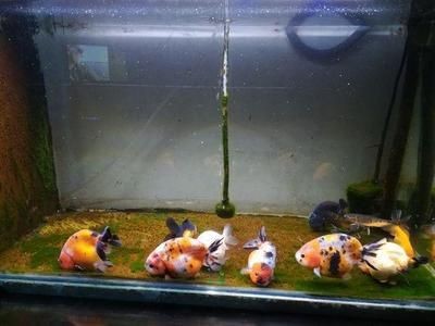魚缸放鹽比例怎么算：淡水魚魚缸放鹽比例怎么算淡水魚魚缸放鹽比例怎么算