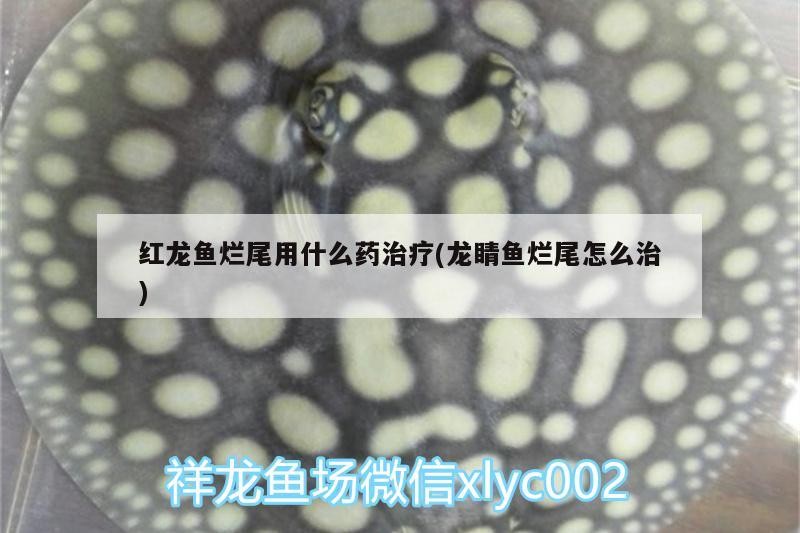 龍魚(yú)趴缸底的最佳治療（銀龍魚(yú)趴缸底的最佳治療）