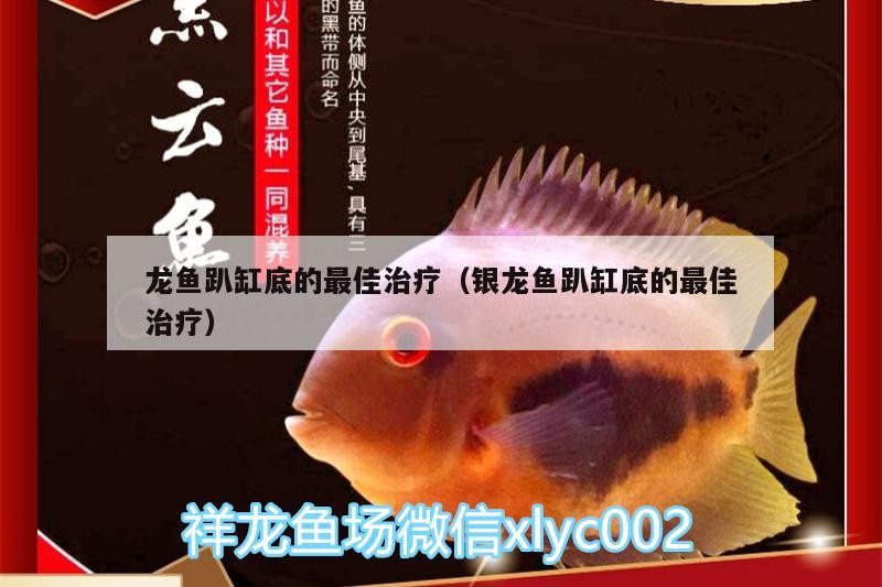 龍魚(yú)趴缸底的最佳治療（銀龍魚(yú)趴缸底的最佳治療）