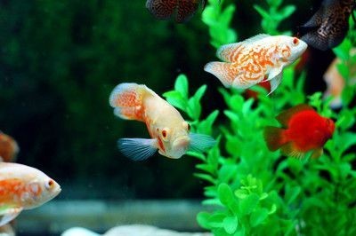 龍魚配鸚鵡魚
