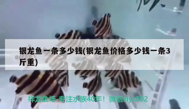 銀龍魚(yú)一條多少錢(qián)(銀龍魚(yú)價(jià)格多少錢(qián)一條3斤重)