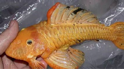 黃金達(dá)摩魚混養(yǎng)注意事項，黃金達(dá)摩魚在混養(yǎng)時需要注意水質(zhì)和環(huán)境要求和管理混養(yǎng)