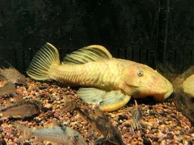 黃金達(dá)摩魚混養(yǎng)注意事項，黃金達(dá)摩魚在混養(yǎng)時需要注意水質(zhì)和環(huán)境要求和管理混養(yǎng)