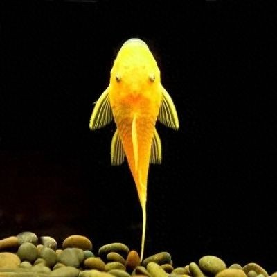 黃金達(dá)摩魚混養(yǎng)注意事項，黃金達(dá)摩魚在混養(yǎng)時需要注意水質(zhì)和環(huán)境要求和管理混養(yǎng)