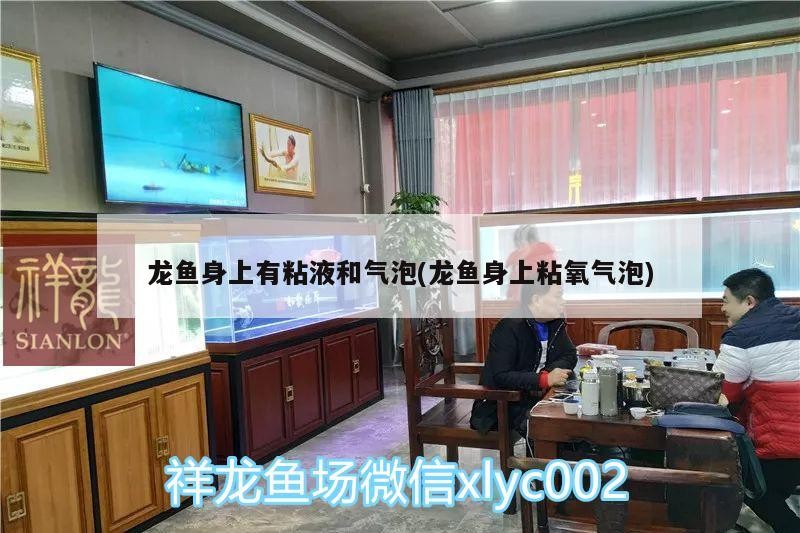 在水族店怎么挑選銀龍魚(yú)（在水族店怎么挑選銀龍魚(yú)呢）