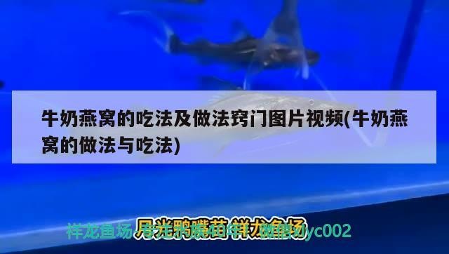 魚骨紋屬于虎斑嗎還是老虎（虎斑紋和魚骨紋）