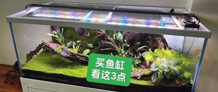 銀龍魚價值多少錢一條（銀龍魚價值多少錢一條圖片）