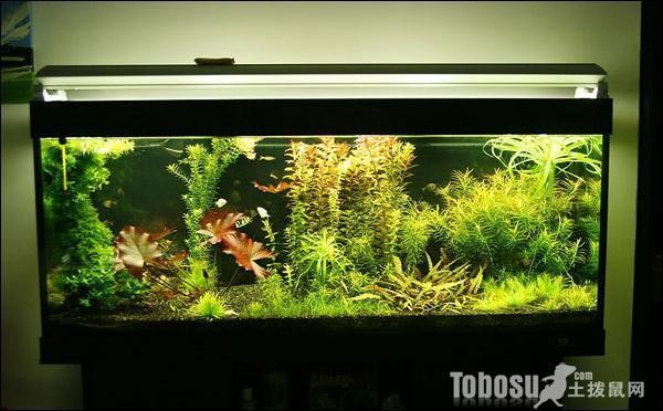 銀龍魚與什么魚混養比較好（銀龍魚與什么魚混養比較好養）