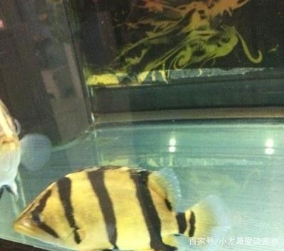 龍魚和虎魚會打架嗎