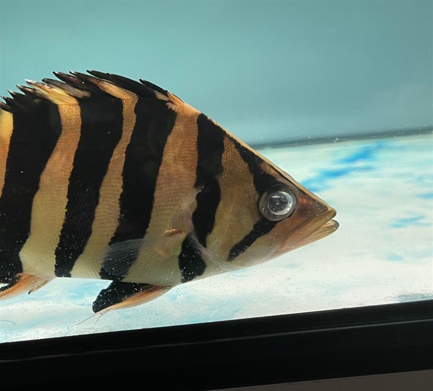 虎魚 眼蒙