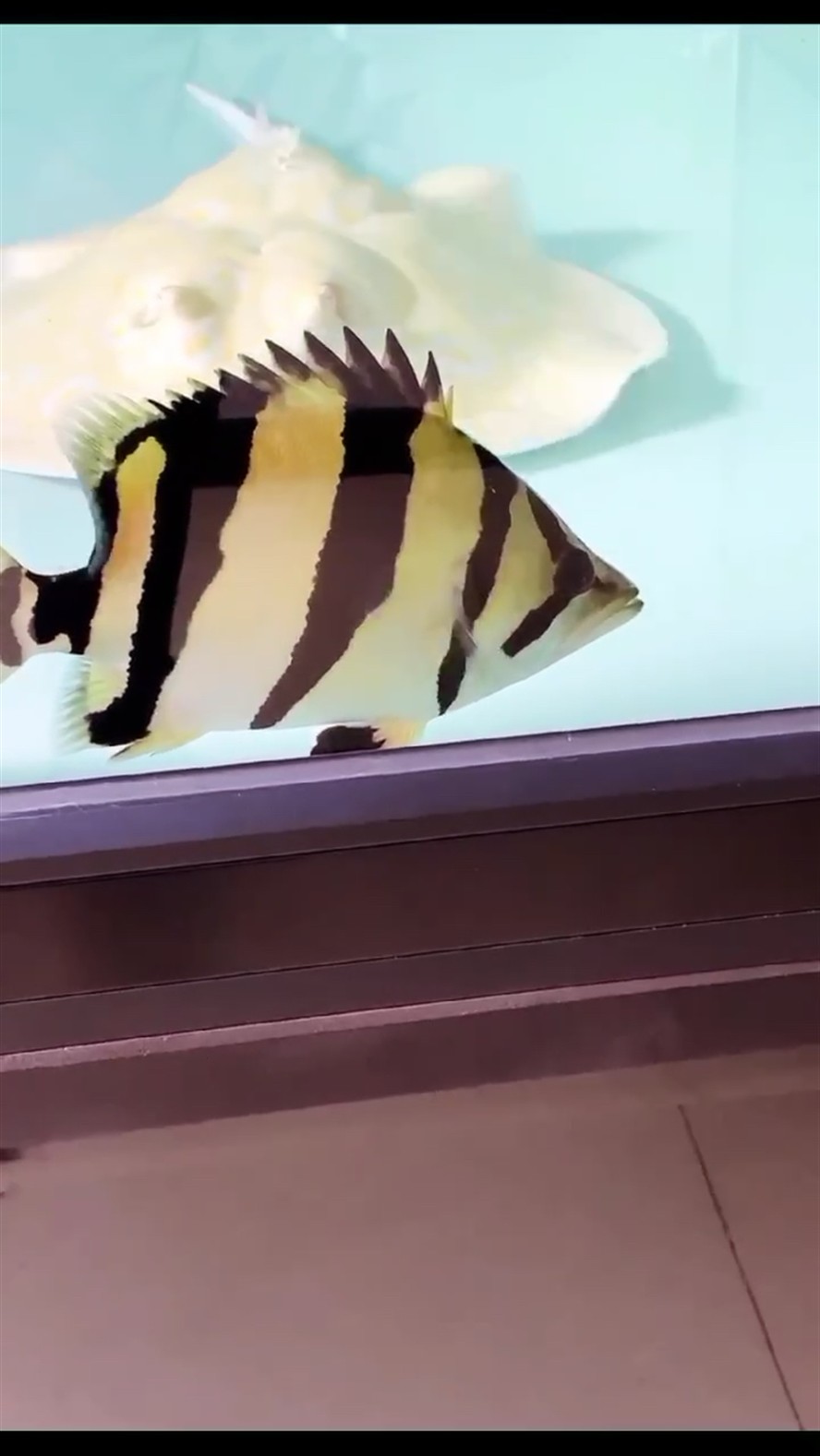高身泰國虎魚