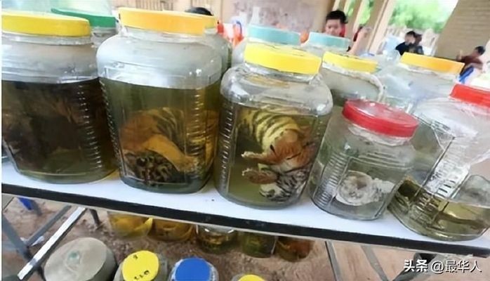 泰虎魚水質監測技巧，泰虎魚水質監測技巧，泰虎魚疾病預防方法 泰虎魚水質監測技巧，泰虎魚水質監測技巧，泰虎魚疾病預防方法 虎魚百科 第2張
