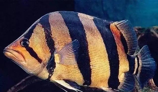 泰虎魚水質監測技巧，泰虎魚水質監測技巧，泰虎魚疾病預防方法 泰虎魚水質監測技巧，泰虎魚水質監測技巧，泰虎魚疾病預防方法 虎魚百科 第3張