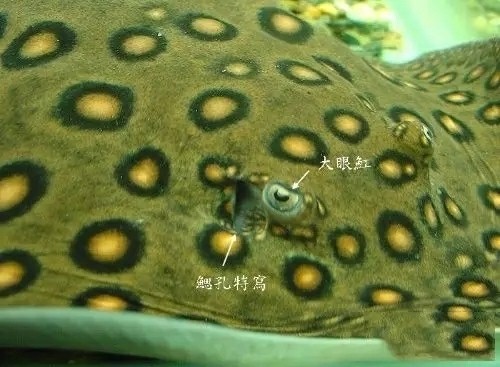 陽西縣城金龍水族世界（陽西縣金龍魚）