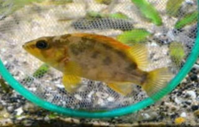 虎魚高溫下的飲食調整，虎魚夏季食欲減退對策，虎魚高溫期營養補充方法
