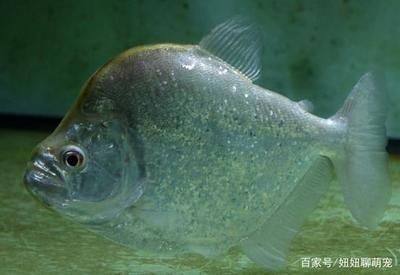 虎魚高溫下的飲食調整，虎魚夏季食欲減退對策，虎魚高溫期營養補充方法