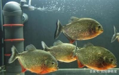 虎魚高溫下的飲食調整，虎魚夏季食欲減退對策，虎魚高溫期營養補充方法