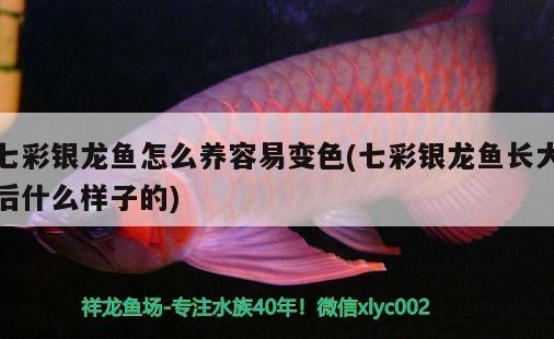 七彩銀龍魚怎么養容易變色(七彩銀龍魚長大后什么樣子的)