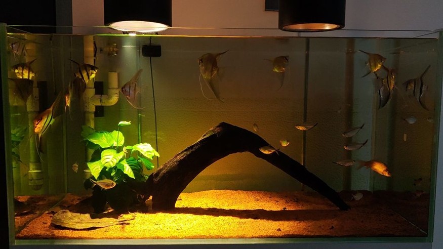 如何優化神仙魚的繁殖環境:埃及神仙魚的繁殖環境 魚缸百科 第1張 如何優化神仙魚的繁殖環境:埃及神仙魚的繁殖環境 如何優化神仙魚的繁殖環境:埃及神仙魚的繁殖環境 魚缸百科 第1張