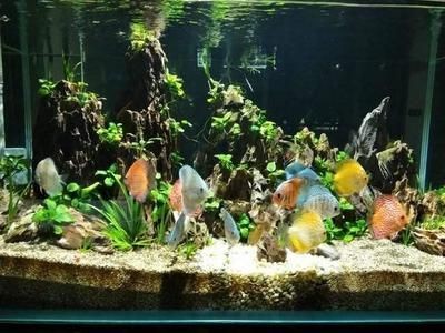 如何優化神仙魚的繁殖環境：埃及神仙魚的繁殖環境 如何優化神仙魚的繁殖環境：埃及神仙魚的繁殖環境 魚缸百科 第3張