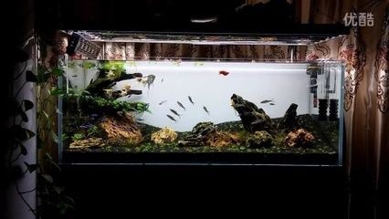 如何優化神仙魚的繁殖環境:埃及神仙魚的繁殖環境 魚缸百科 第4張 如何優化神仙魚的繁殖環境:埃及神仙魚的繁殖環境 如何優化神仙魚的繁殖環境:埃及神仙魚的繁殖環境 魚缸百科 第4張