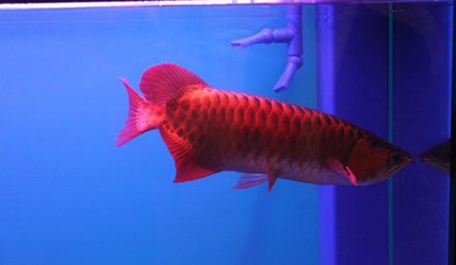 紅龍魚最大能養多大的魚
