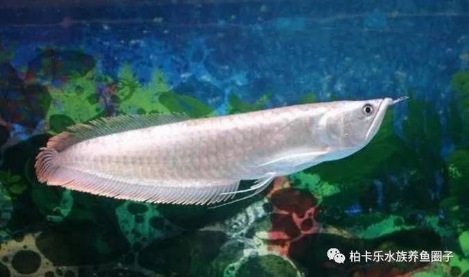 金龍魚眼突出來了