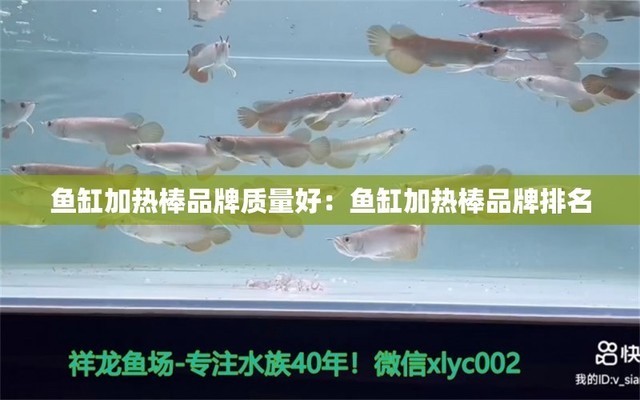 銀龍魚吃不吃泥鰍肉（銀龍魚吃不吃泥鰍肉呢）