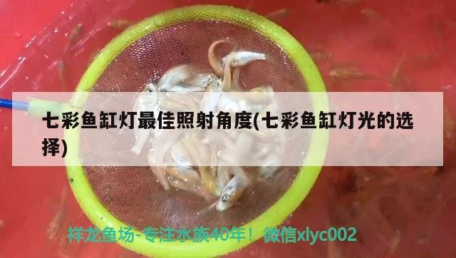 紅龍魚和虎魚混養好嗎（龍魚和虎魚混養視頻）