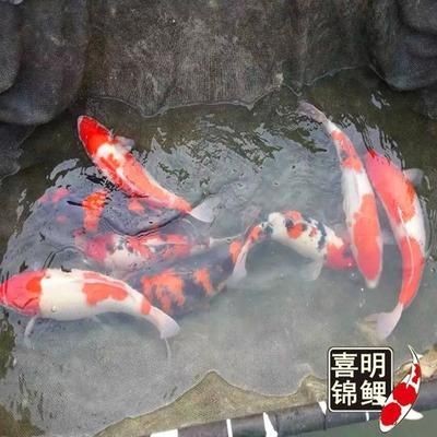 龍魚趴缸抖鰭