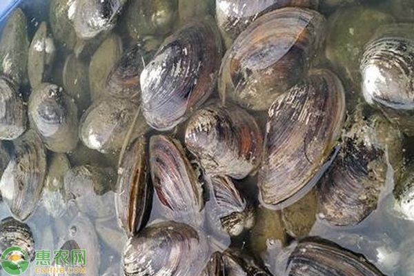 河蚌在魚缸中的存活時(shí)間大約為7-10天：關(guān)于河蚌在魚缸中存活時(shí)間的信息