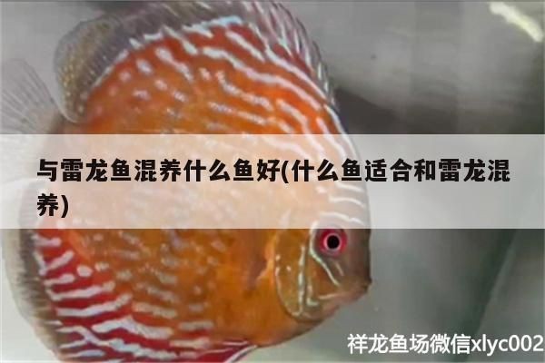 雷龍魚混養的適宜品種，雷龍魚可以與多種魚類混養，但需要注意選擇合適的品種和提供適宜的飼養環境