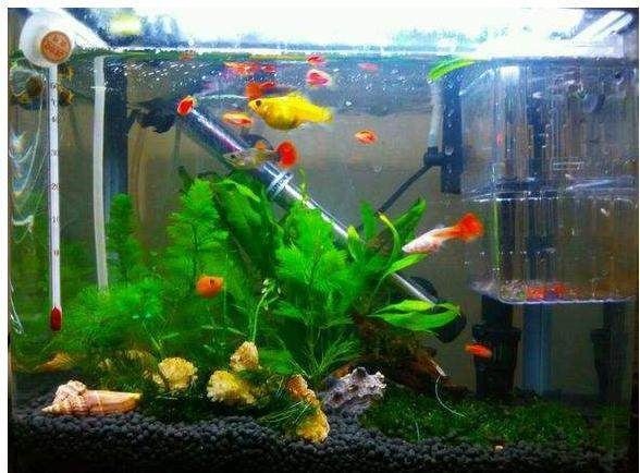 東戶魚缸放在客廳什么位置：東戶魚缸最佳擺放位置在家居布局中的應用于家居布局