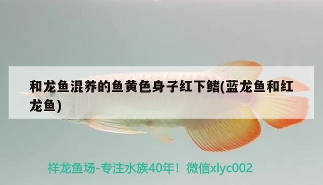龍魚虎魚打架視頻（龍魚和虎魚混養怎么喂食）