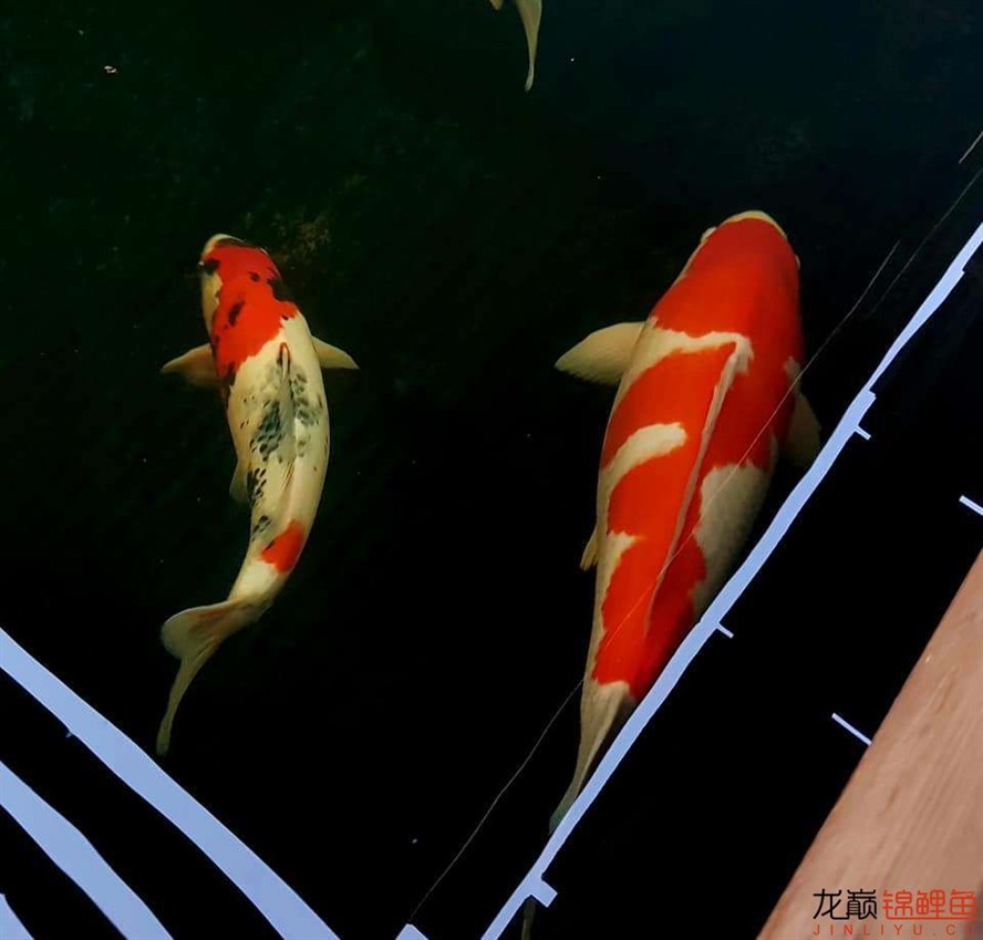 魚不錯(cuò)的呀 魚不錯(cuò)的呀 虎魚百科 第2張