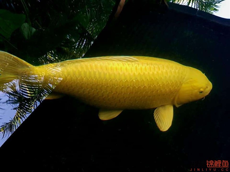魚不錯(cuò)的呀 魚不錯(cuò)的呀 虎魚百科 第3張